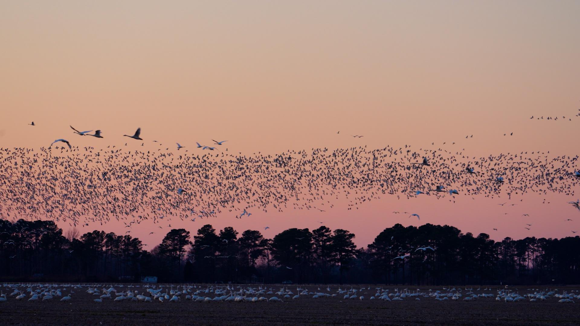 Why Do Thousands of Arctic Birds Choose North Carolina Every Winter?