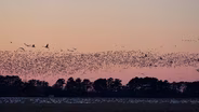 Why Do 10,000 Arctic Birds Choose North Carolina Every Winter?
