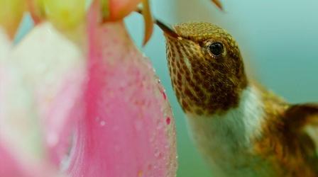 Video thumbnail: Nature Meet the Rare Volcano Hummingbird