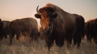 Behind the Scenes | Making The American Buffalo