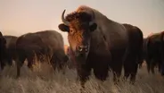 Behind the Scenes | Making The American Buffalo