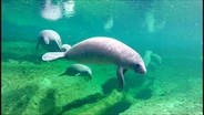 Biologists try to save Florida manatees from starvation