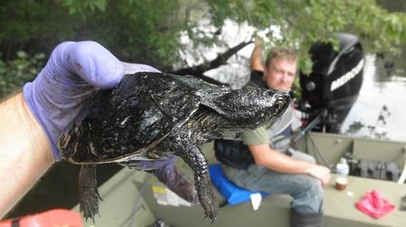 Video thumbnail: Great Lakes Now Turtles vs. Oil