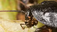 You Wish You Had Mites Like This Hissing Cockroach