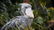 Balaeniceps Rex Shoebill