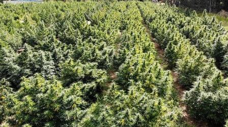 Video thumbnail: PBS12 Presents Hemp: Colorado's Next Green Rush