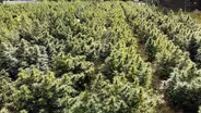 Hemp: Colorado's Next Green Rush