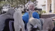 Goat Yoga in Las Vegas: The Cutest Workout Ever