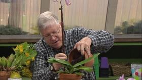 Video thumbnail: The Family Plot Re-Potting Orchids & Planting Summer Annuals