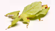 These Giant Leaf Insects Will Sway Your Heart