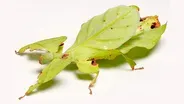 These Giant Leaf Insects Will Sway Your Heart