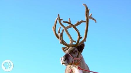 Video thumbnail: Deep Look Why Reindeer and Their Cousins are Total Boneheads