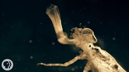 Video thumbnail: Deep Look A Baby Dragonfly's Mouth Will Give You Nightmares