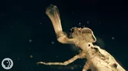 A Baby Dragonfly's Mouth Will Give You Nightmares
