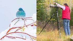 Video thumbnail: Wyoming Chronicle Birding and the Photography of Elizabeth Boehm