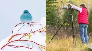 Birding and the Photography of Elizabeth Boehm