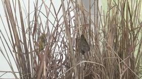 Video thumbnail: Prairie Sportsman Fishing LOW and Saving the Skipper