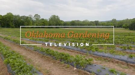 Video thumbnail: Oklahoma Gardening #4930 Crops on the Best of Oklahoma Gardening January 14, 20
