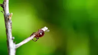 Lone Star Tick Brings Heartland Virus to Illinois