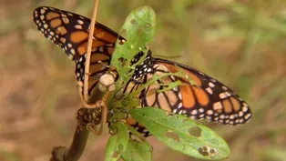 Dead Butterflies on Lakefront Part of Monarch Migration