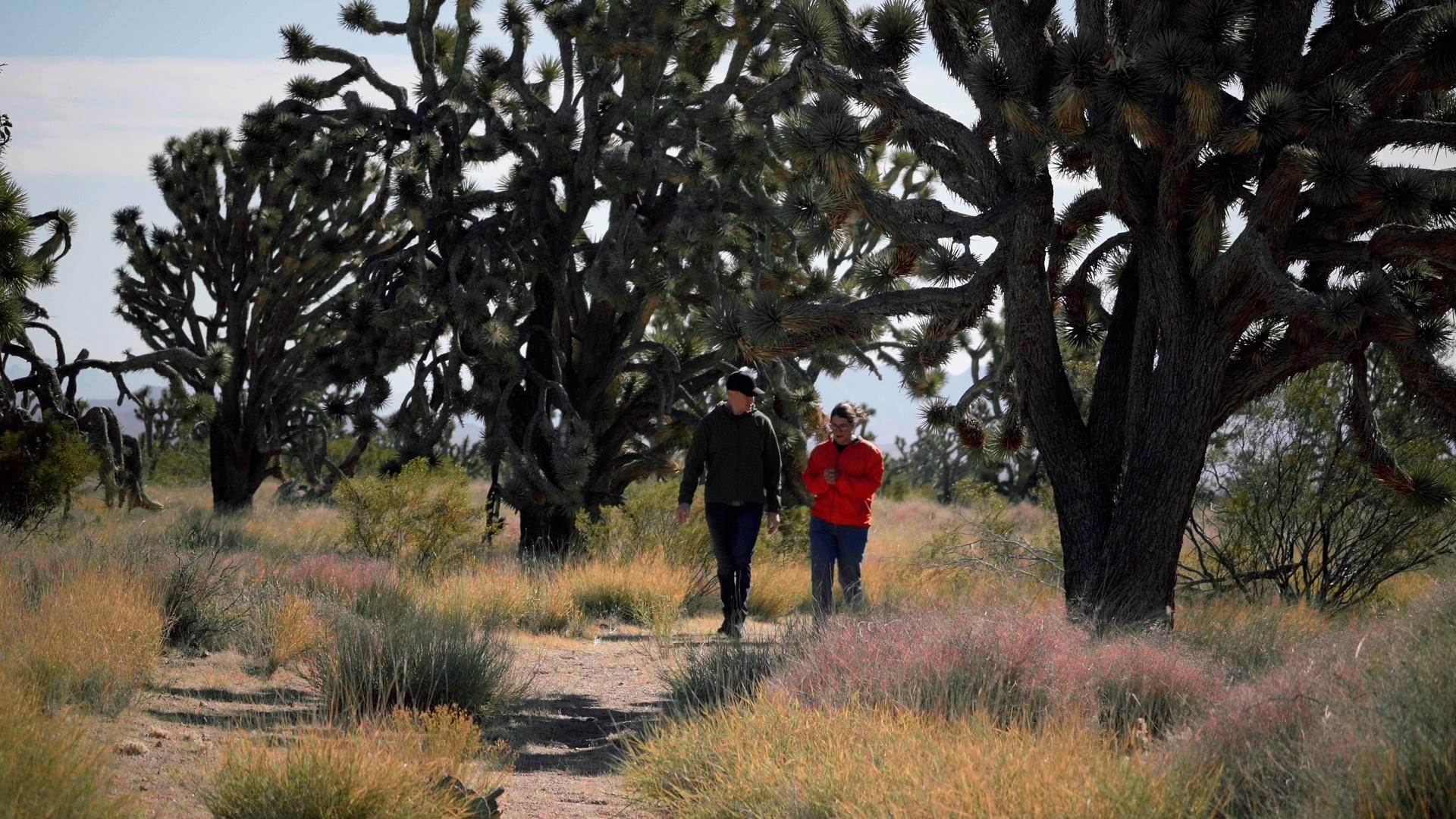 Explore Avi Kwa Ame’s Joshua trees, petroglyphs, and sacred lands with voices from Fort Mojave.