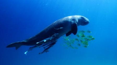 Video thumbnail: Nature A Dugong's Unlikely Companions
