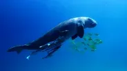 A Dugong's Unlikely Companions