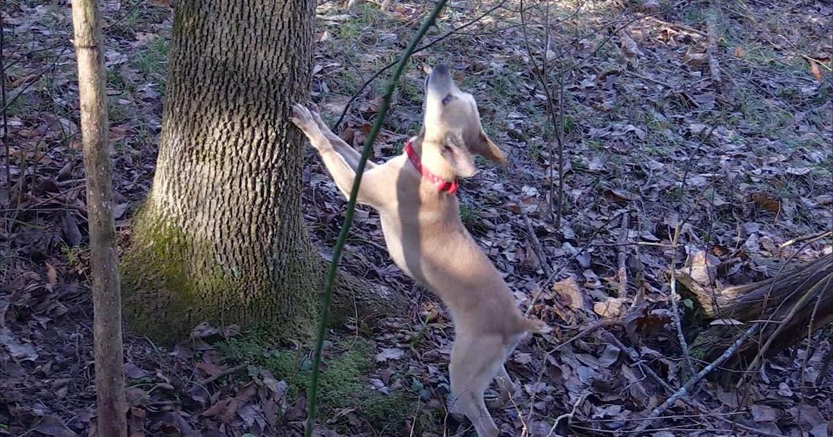Kentucky Afield Squirrel Dog; Trappers; Cold Water Crappie Fishing
