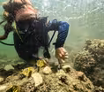 Record high water temperatures bleach Florida coral reefs