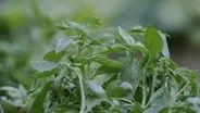 Basil