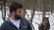 Owls