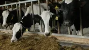 The Dairy Depression
