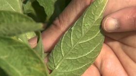 Video thumbnail: Backyard Farmer Backyard Farmer: Controlling Leafhoppers and Vining Weeds