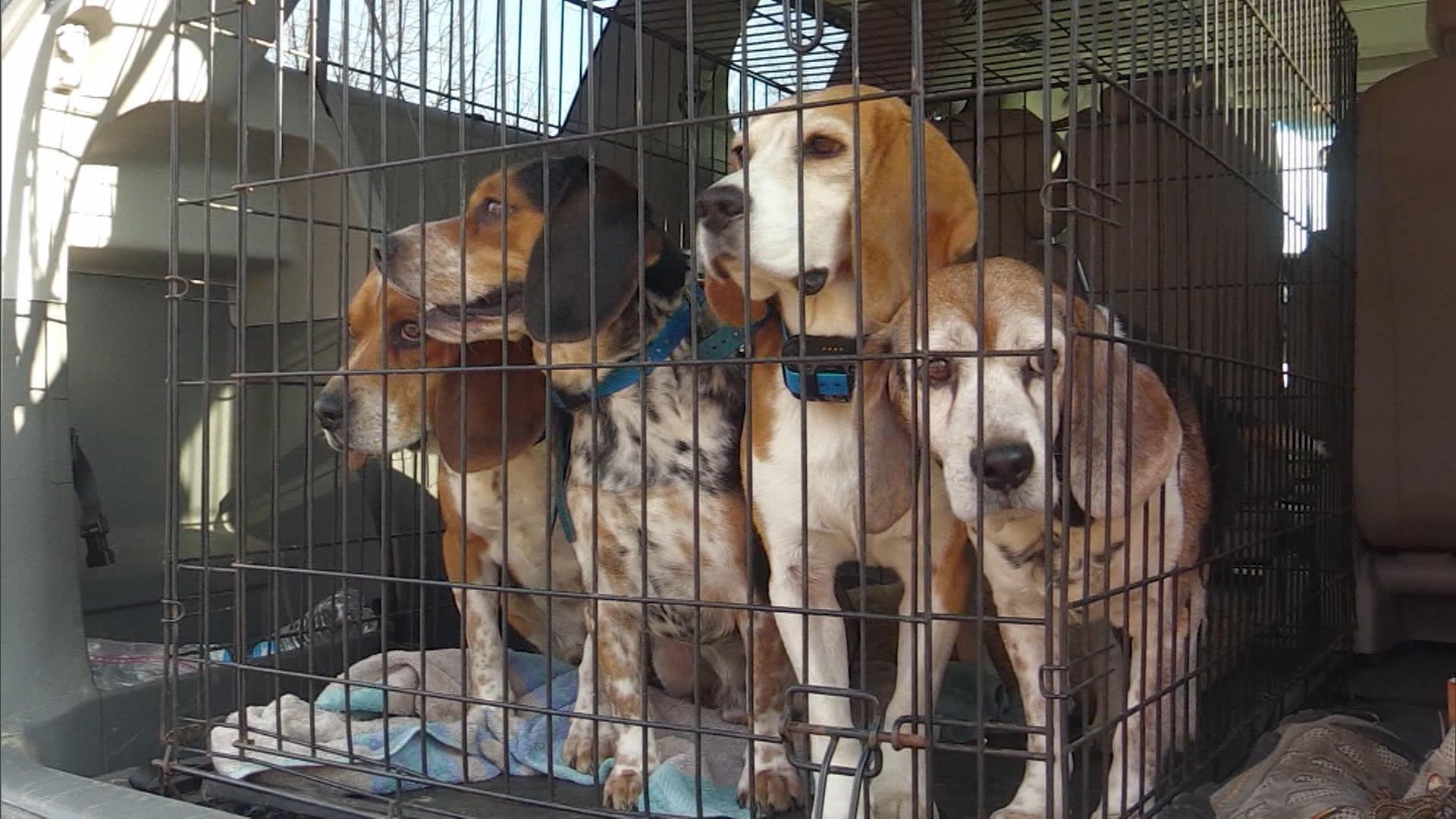 Rabbit Hunting with Denny Crum Kentucky Afield