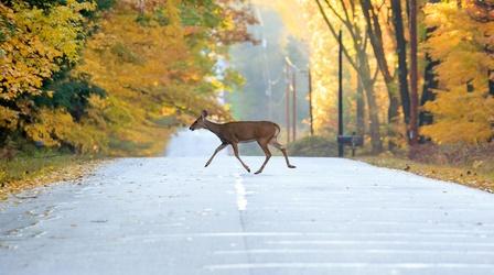 Video thumbnail: Untamed Habitat Islands and Wildlife Corridors