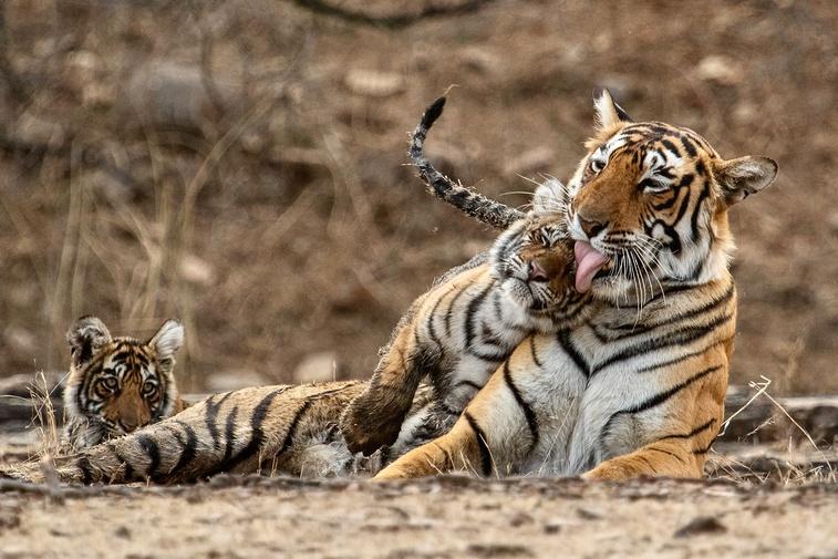 Legendary Tigers of India Poster