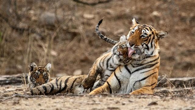 Nature | Legendary Tigers of India