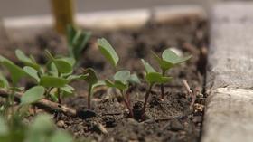 Video thumbnail: Backyard Farmer Backyard Farmer: Blackberries and Spring Vegetables
