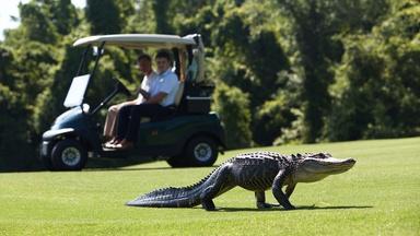 Alligators Find New Territories on Golf Courses
