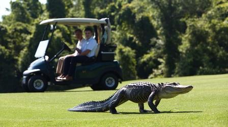 Video thumbnail: Wild Metropolis Alligators Find New Territories on Golf Courses