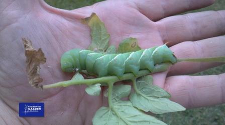 Video thumbnail: You Bet Your Garden You Bet Your Garden S3 Ep. 8 Of Mice and Mint!