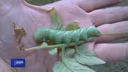 You Bet Your Garden S3 Ep. 8 Of Mice and Mint!