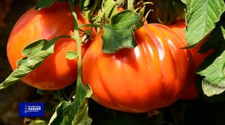 Video thumbnail: You Bet Your Garden You Bet Your Garden Ep: 151 Saving Plant Seeds