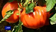 You Bet Your Garden Ep: 151 Saving Plant Seeds