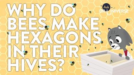 Video thumbnail: Ask Dr. Universe Why Do Bees Make Hexagons In Their Hives?
