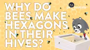 Why Do Bees Make Hexagons In Their Hives?