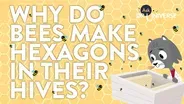 Why Do Bees Make Hexagons In Their Hives?