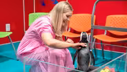 Painting Penguins