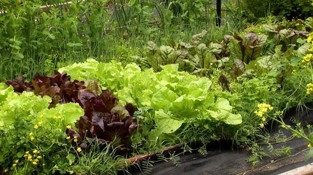 Video thumbnail: Virginia Home Grown Community Gardens