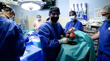 Animal-to-Human Organ Transplants